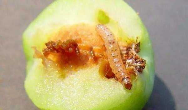 桃子里的虫子是什么虫子,李子里面的虫子是什么虫图4