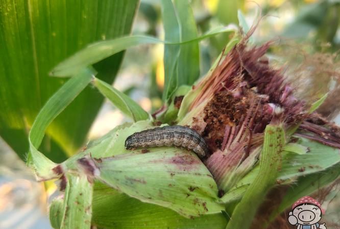 玉米里的虫子叫什么,玉米面里的黑色甲盖虫是什么虫子图7