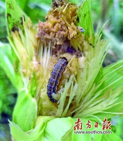 玉米里的虫子叫什么,玉米面里的黑色甲盖虫是什么虫子图9