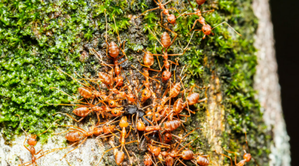 家里有红蚂蚁怎么消灭,家里有咬人的红蚂蚁如何消灭它图3