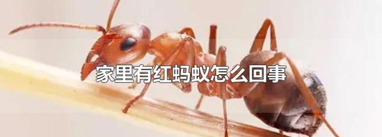家里有红蚂蚁怎么消灭,家里有咬人的红蚂蚁如何消灭它图8