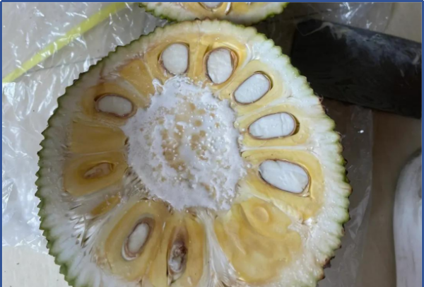 菠萝蜜剥出来后有点生怎么办,菠萝蜜没熟切开了怎么办还能吃图3