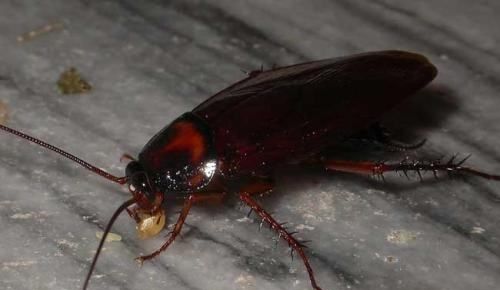 蟑螂在冰箱里能存活,蟑螂能在冰箱里生存图1
