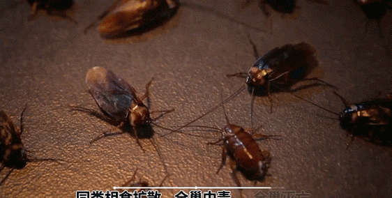蟑螂在冰箱里能存活,蟑螂能在冰箱里生存图3