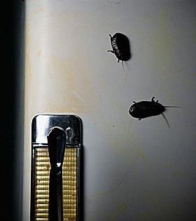 蟑螂在冰箱里能存活,蟑螂能在冰箱里生存图4