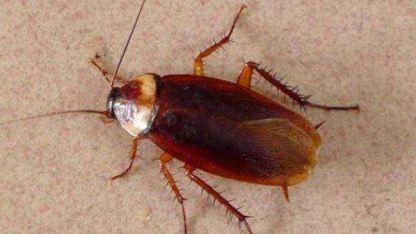 蟑螂能活多久,蟑螂可以活多久图2