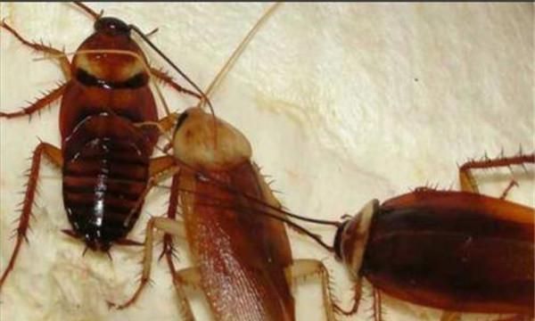 蟑螂能活多久,蟑螂可以活多久图3