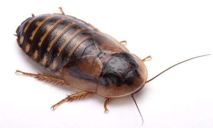蟑螂能活多久,蟑螂可以活多久图4