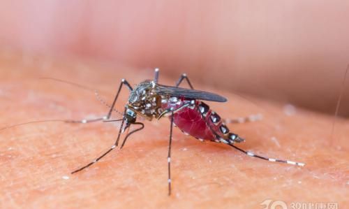 蚊子有毒性,毒蚊子的毒性有多大图1