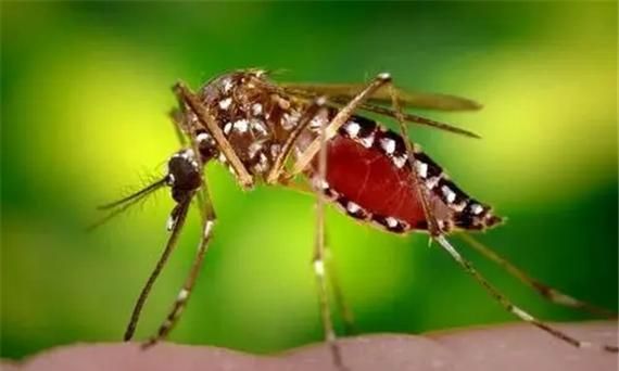 蚊子有毒性,毒蚊子的毒性有多大图2