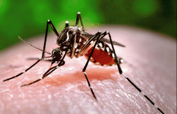蚊子有毒性,毒蚊子的毒性有多大图3