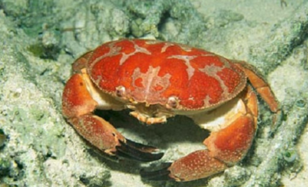 什么螃蟹有毒,什么螃蟹有毒图3