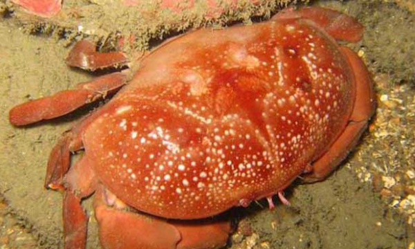 什么螃蟹有毒,什么螃蟹有毒图4
