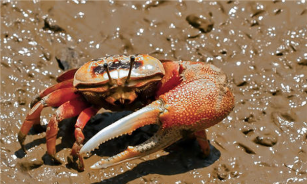 什么螃蟹有毒,什么螃蟹有毒图7