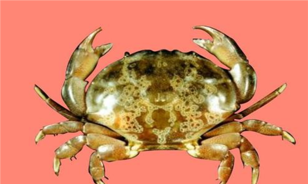 什么螃蟹有毒,什么螃蟹有毒图9
