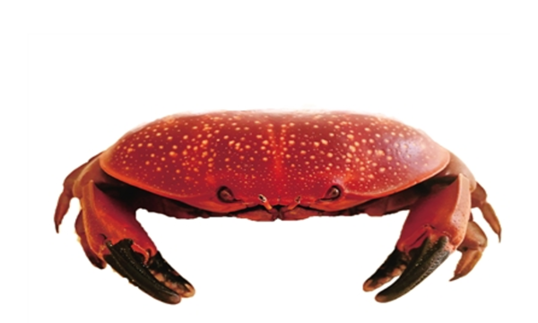什么螃蟹有毒,什么螃蟹有毒图13