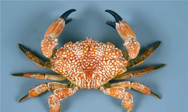 什么螃蟹有毒,什么螃蟹有毒图14