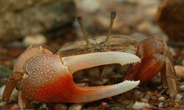 什么螃蟹有毒,什么螃蟹有毒图16