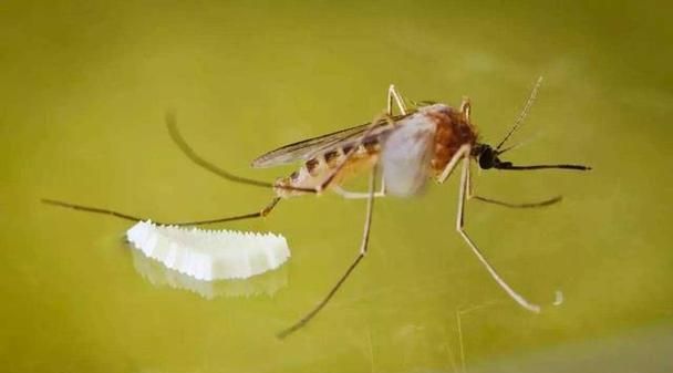 蚊子的作用是啥,蚊子在生物链中起到什么作用图1