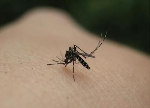蚊子的作用是啥,蚊子在生物链中起到什么作用图2