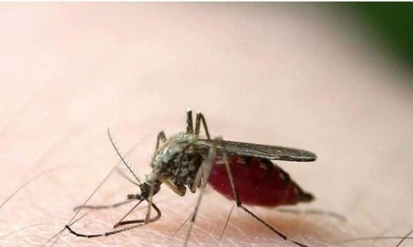 蚊子的作用是啥,蚊子在生物链中起到什么作用图3