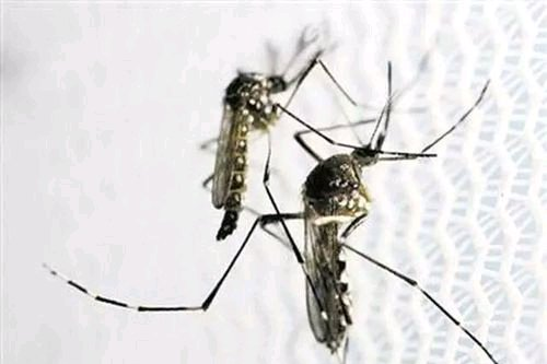 蚊子分公母,蚊子公母怎么区别图6