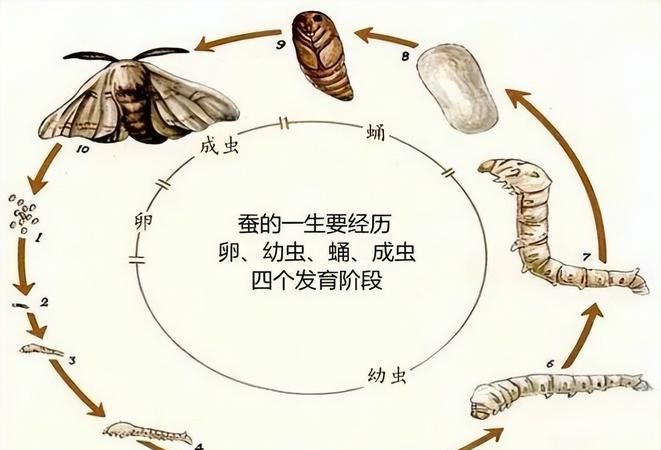 蝉的生长过程,《蝉》中蝉的生长过程图3