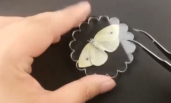 蝴蝶标本怎么制作,蝴蝶标本怎么制作图2