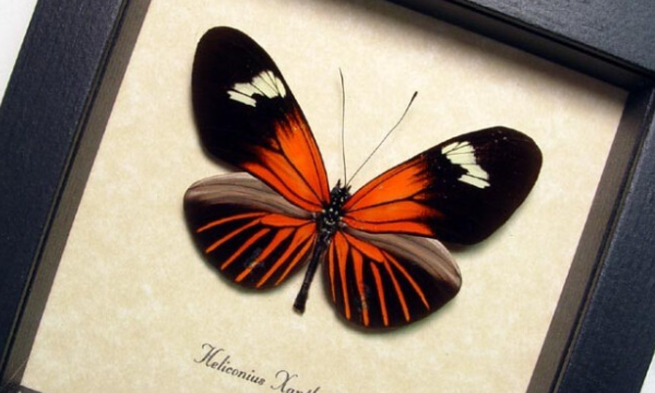 蝴蝶标本怎么制作,蝴蝶标本怎么制作图11