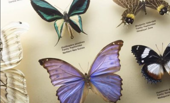 蝴蝶标本怎么制作,蝴蝶标本怎么制作图12