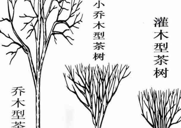 乔木和灌木的区别,乔木与灌木的区别图5