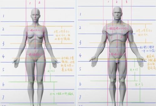 人体体重构成比例,人体骨骼多重图1