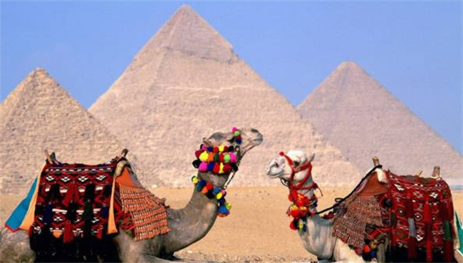 ​骆驼有几个胃 骆驼的三个胃有什么用