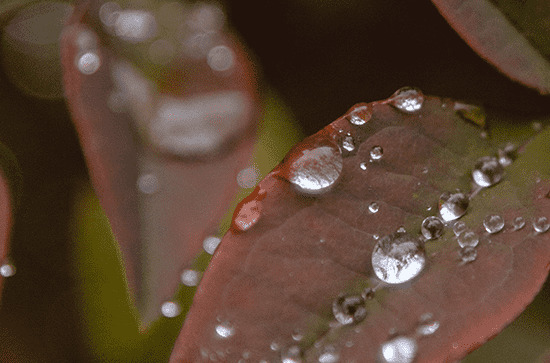 谷雨节气可以做哪些事情 谷雨节气吃香椿的由来